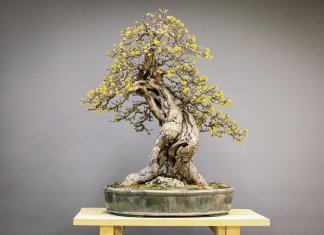 tropiart-2023-04 - bonsai-38.jpg
